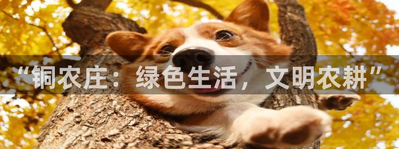 天辰娱乐软件