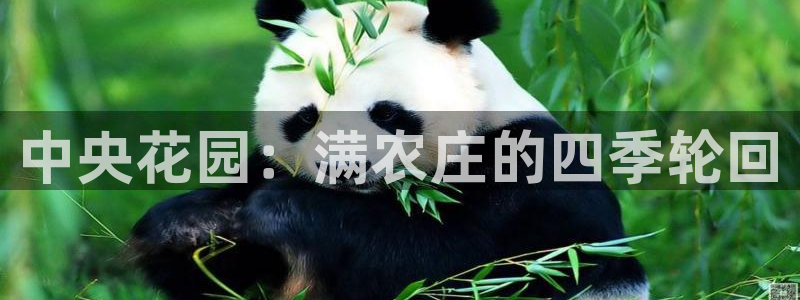 天辰娱乐输了